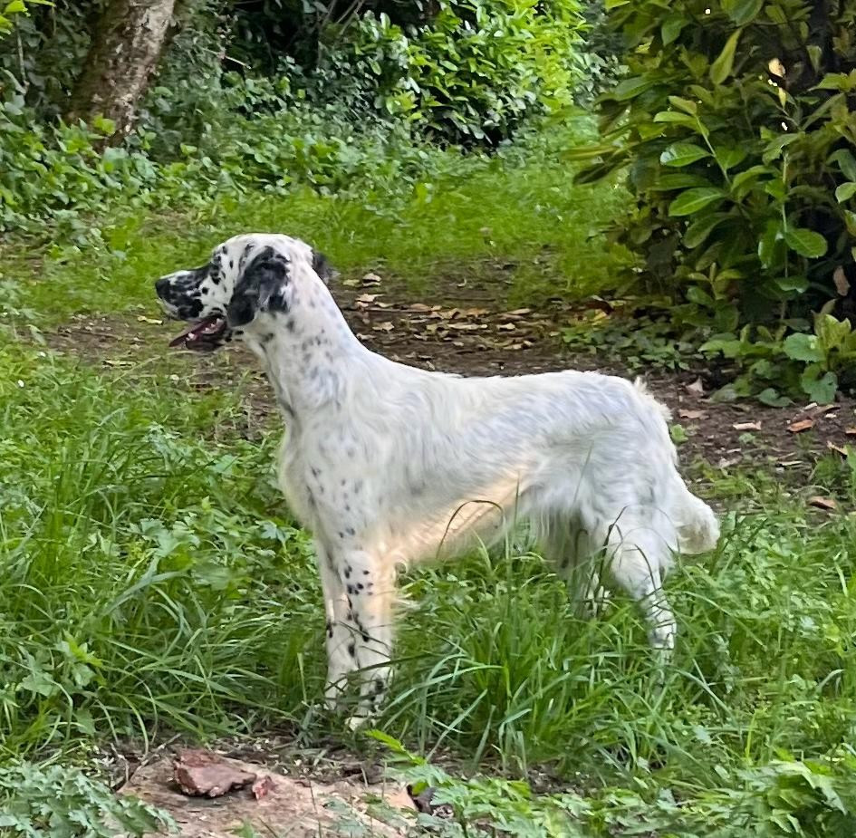 Dera Toural D'Aubrac - Tina est à vendre