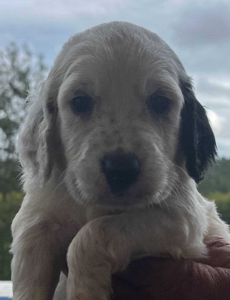 Dera Toural D'Aubrac - Chiots disponibles - Setter Anglais