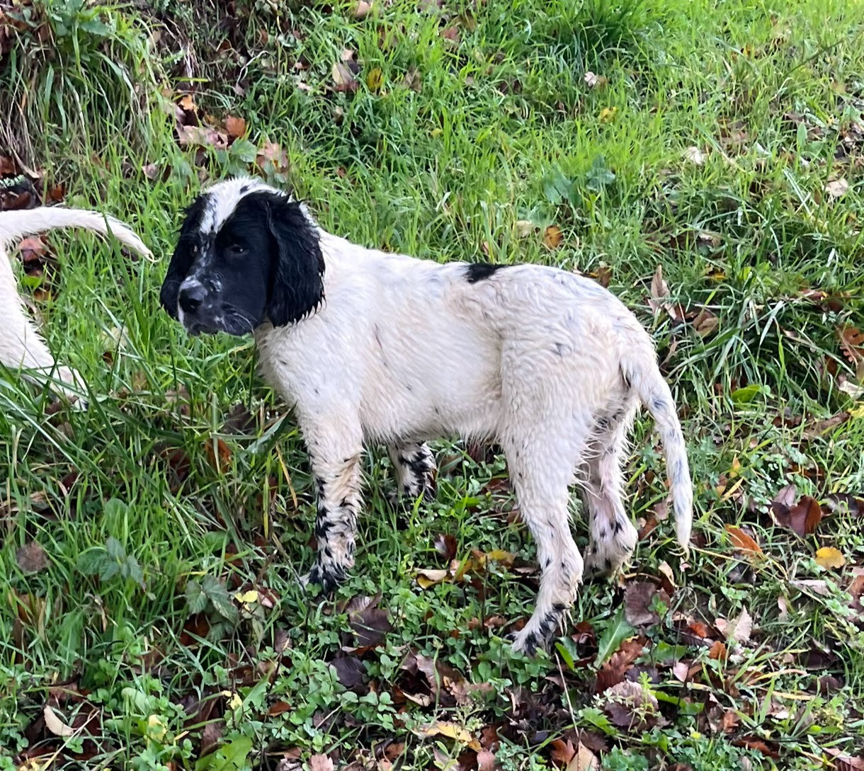 Dera Toural D'Aubrac - Chiots disponibles - Setter Anglais