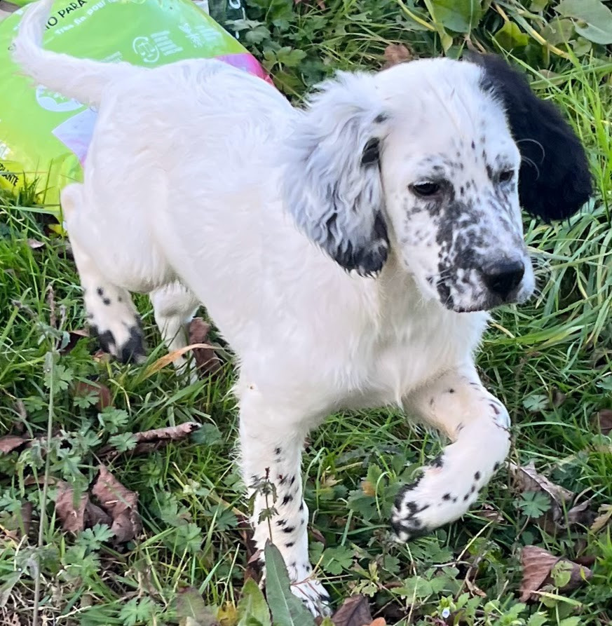 Dera Toural D'Aubrac - Chiots disponibles - Setter Anglais