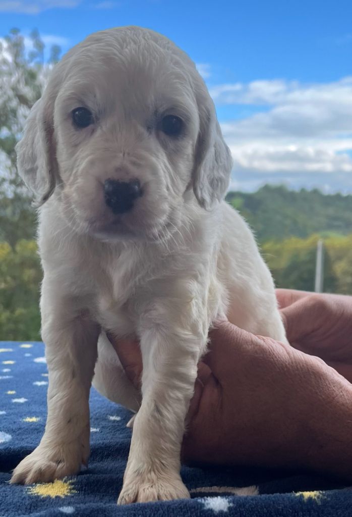Dera Toural D'Aubrac - Chiots disponibles - Setter Anglais