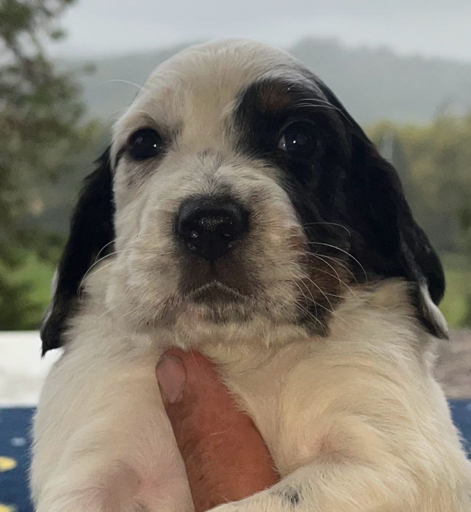 Dera Toural D'Aubrac - Chiots disponibles - Setter Anglais
