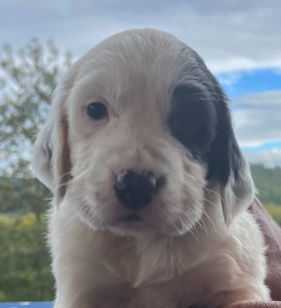 Dera Toural D'Aubrac - Chiots disponibles - Setter Anglais