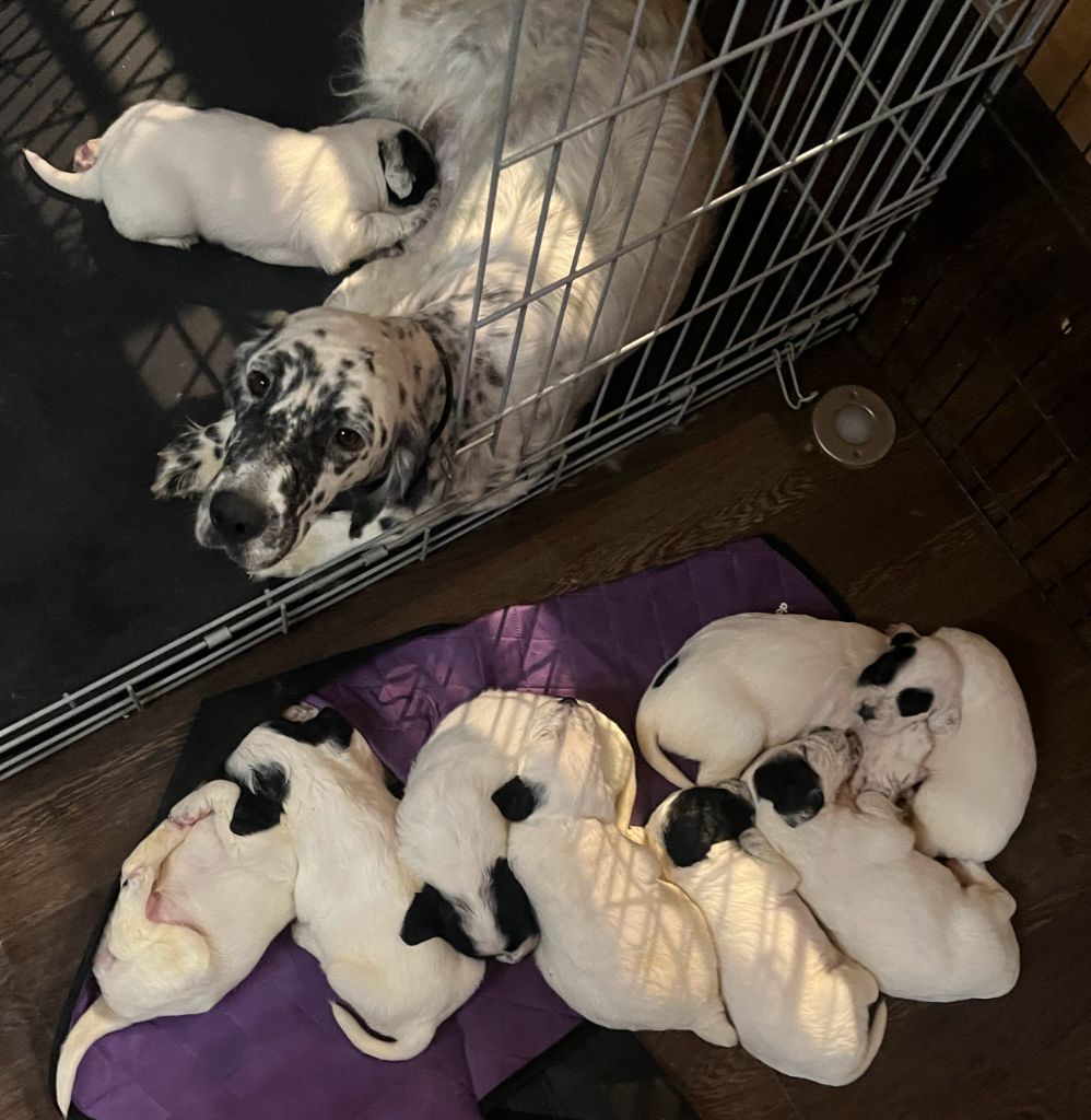 Chiot Setter Anglais Dera Toural D'Aubrac