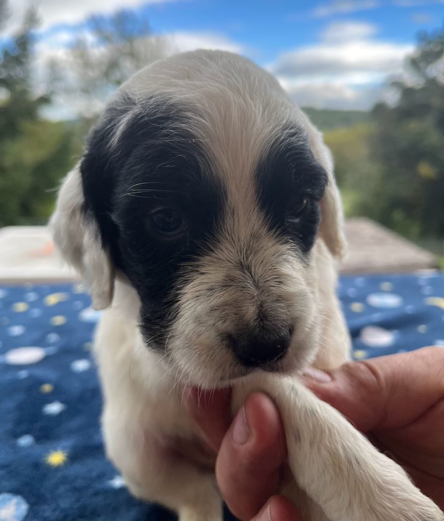 Dera Toural D'Aubrac - Chiots disponibles - Setter Anglais