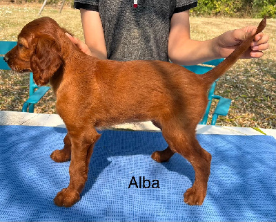 ALBA