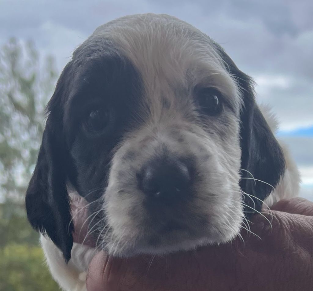 Dera Toural D'Aubrac - Chiots disponibles - Setter Anglais