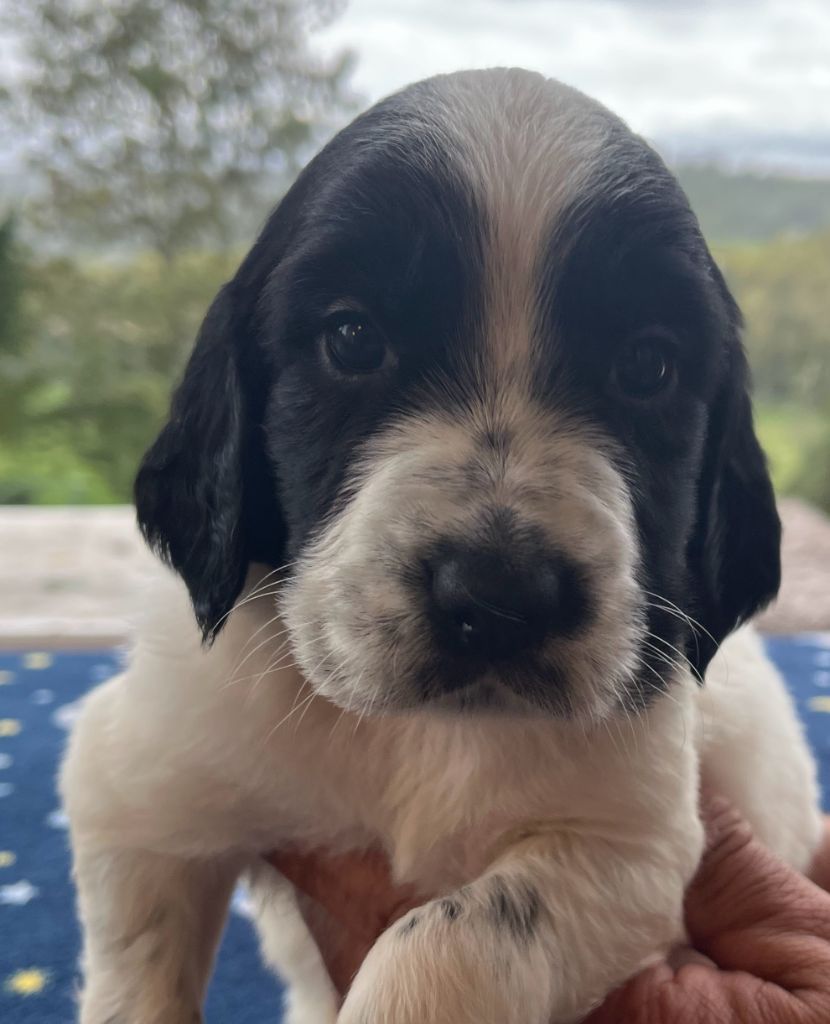 Dera Toural D'Aubrac - Chiots disponibles - Setter Anglais