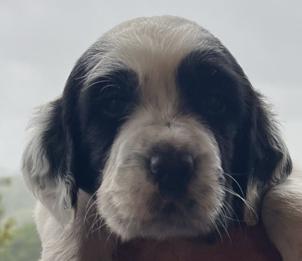 Dera Toural D'Aubrac - Chiots disponibles - Setter Anglais