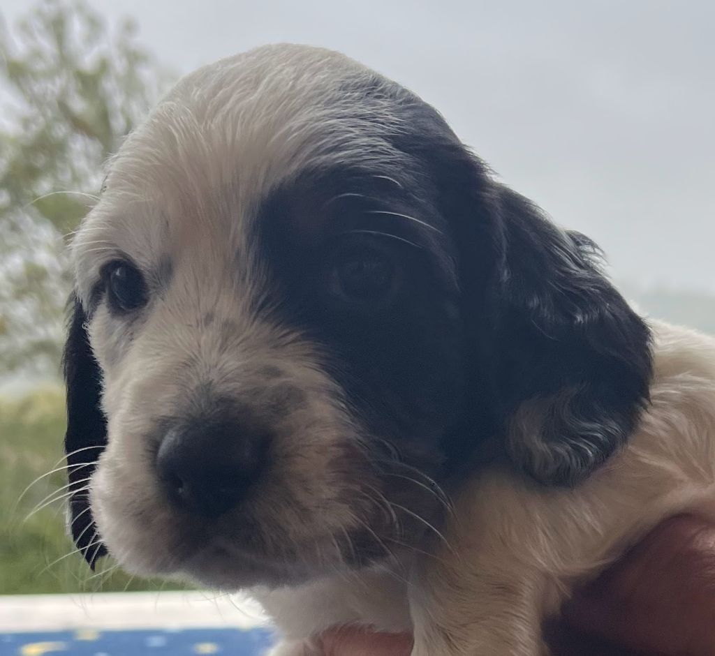 Dera Toural D'Aubrac - Chiots disponibles - Setter Anglais